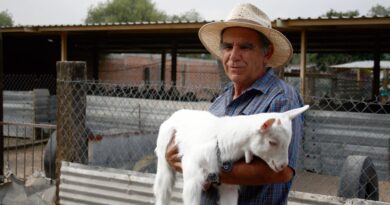 Promueve Agricultura valor agregado de la leche de cabra para las industrias cosmética y médico