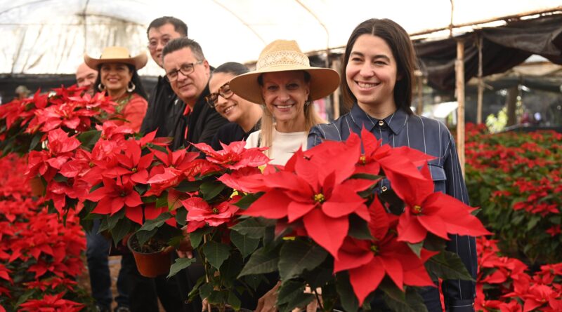 Invita gobierno de la CDMX adquirir nochebuenas producidas en Xochimilco